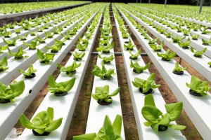 bigstock-Hydroponic-Vegetable-46214644